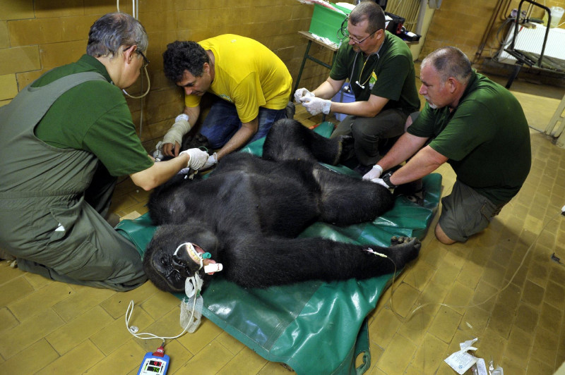 Lengyelországi állatkertbe kerül egy budapesti hím gorilla