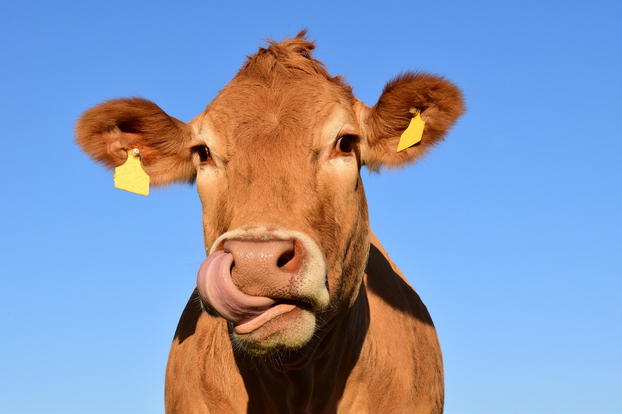Óriási a baj: szarvasmarháról terjedt át emberre a fertőző betegség