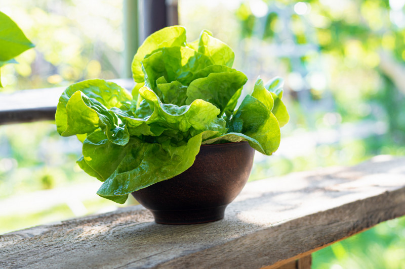Fresh lettuce in a clay bowl in spring garden. Healthy food lifestyle