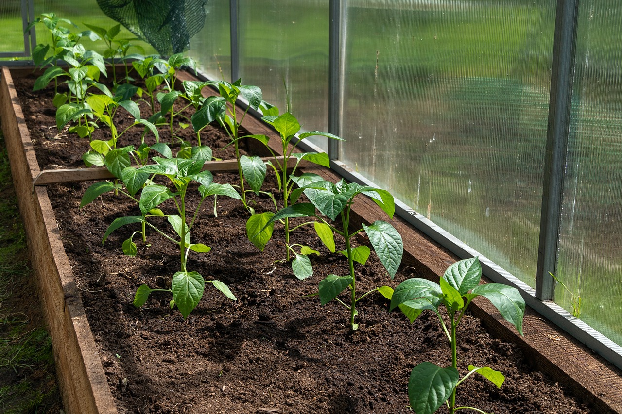 Oltott zöldségpalánta: megőrülnek érte a kertészek