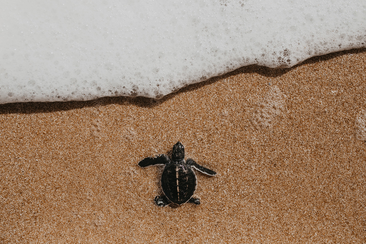Pusztít a klímaváltozás, a teknősök sem menekülnek