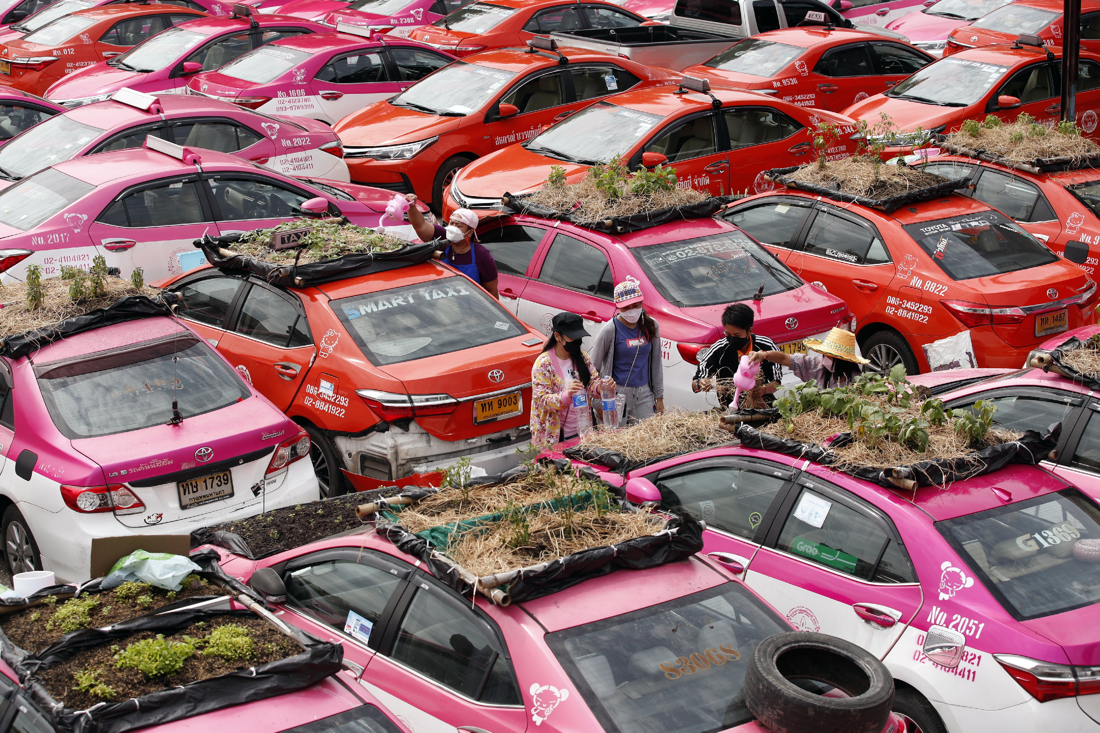 Autók tetején indul újra az élet Thaiföldön, békák mentik meg az embereket